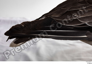 Greater white-fronted goose Anser albifrons tail 0003.jpg